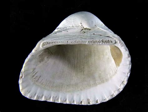  Ark Shell: Unraveling the Mysteries of Bivalves That Dwelt in Ancient Seas