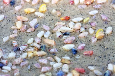 Coquina! This Tiny Mollusk-Eating Crustacean Makes Waves in Sandy Shores Around the Globe