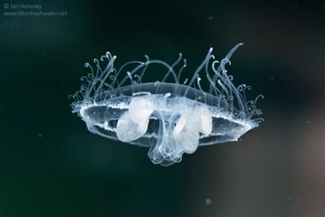 Craspedacusta Sowinskyi: A Tiny Jellyfish With a Big Appetite for the Microscopic World!