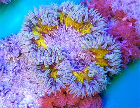  Flower Anemones! Colorful Coral Reef Dwellers With Tentacles That Sting Like Tiny Lightning Bolts