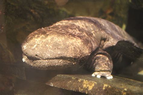  Japanese Giant Salamander:  This Slithering Amphibian Masterfully Blends Ancient Ancestry with Surprisingly Agile Underwater Movements!