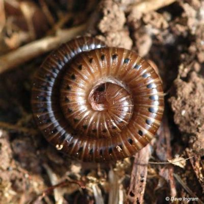 Julidae Myriapods: Unveiling Nature's Miniature Millipede Marvels with an Enigmatic Velvet Appearance!