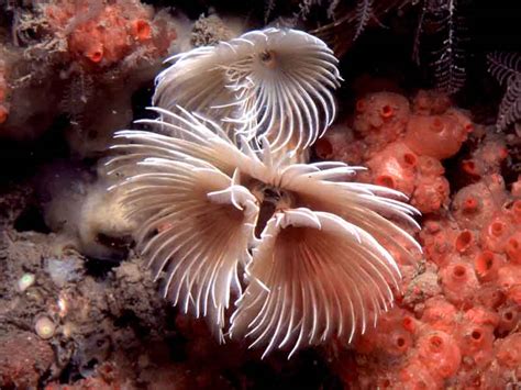  Korean Fan Worm: An Underestimated Marine Creature With Unusually Complex Feeding Habits!