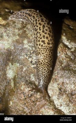 Limax! A Surprisingly Intelligent Slug with an Appetite for Decaying Matter