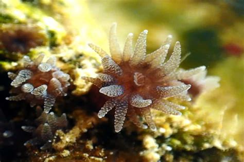 Lobophyllia! Unveiling the Secrets of This Magnificent Coral Polyp and its Symbiotic Relationship with Algae