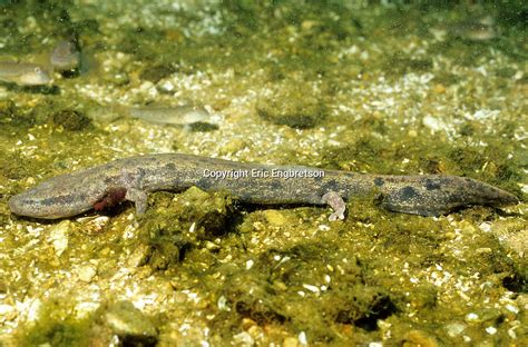  Mudpuppy:  An Underwater Enigma Combining Amphibious Stealth with Nocturnal Foraging Habits!