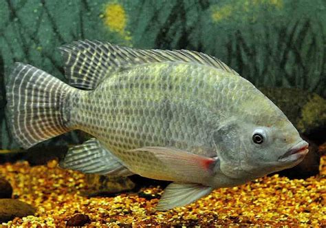  Nile Tilapia:  A Remarkable Freshwater Fish Known for its Hardiness and Adaptability!