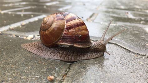  Umbrella Snail: A Gastropod Marvel that Moves Like an Upright Umbrella in Muddy Paradises!