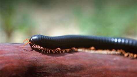 African Giant Millipede: This Magnificent Arthropod's Many Legs Help It Navigate Its Tropical Woodland Home With Ease!