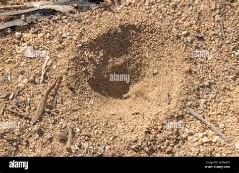  Antlion! Unveiling the Mysteries of These Tiny Hunters Disguised as Architects of Miniature Death Traps