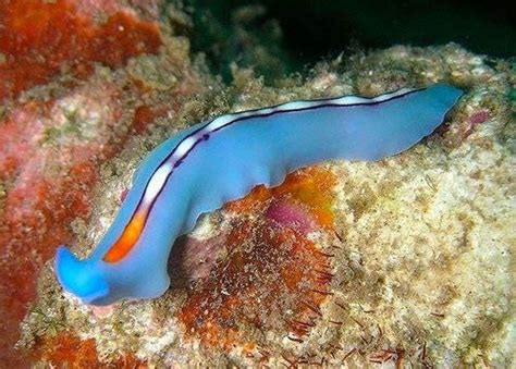  Atractidae! These Colorful Flatworms Are Masters of Regeneration