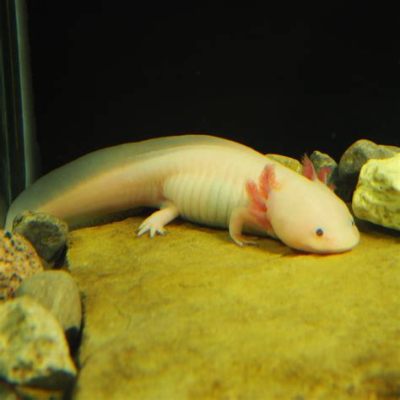  Axolotl! A Magnificent Amphibian that Retains its Gills Throughout its Entire Life Cycle