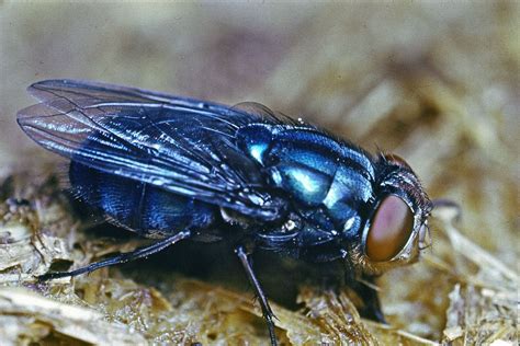  Bluebottle Fly! A Buzzworthy Breakdown of These iridescent Visitors