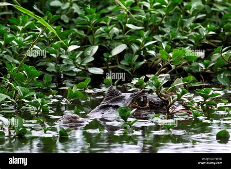  Caiman:  A Scaly Stalker Hiding Among Logs and Leaves in the Amazon