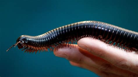  Dusky Millipede: Unveiling the Armored Marvel with Countless Legs!