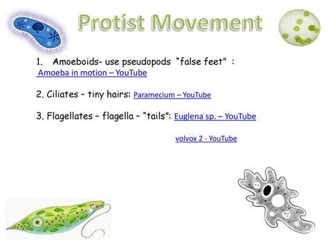  Foot Ciliate: A Microscopic Master of Locomotion