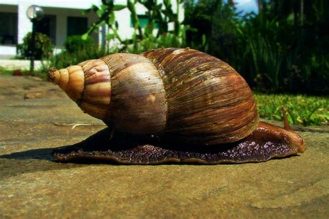 Giant African Land Snail: A Terrestrial Gastropod Known for its Exquisite Shell and Remarkable Size!