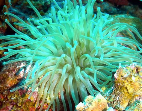  Giant Green Sea Anemone: An Underwater Polyp Party That’ll Leave You Stinging for More!