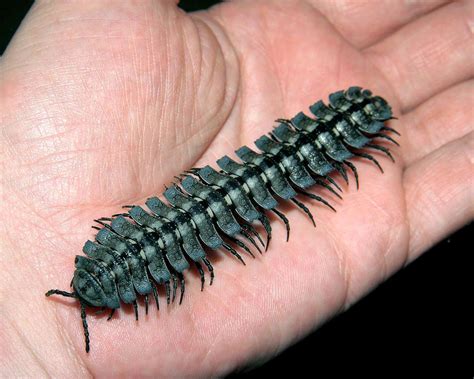  Giant Millipede: Combining Armored Defenses With A Voracious Appetite For Decaying Matter!