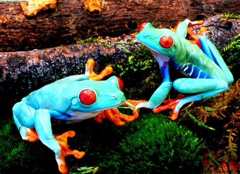 K richtigei! This Colorful Amphibian Will Change Your Understanding of Tree Frogs