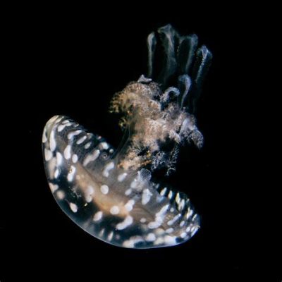 Lineolated Lagoon Jellyfish: A Pulsating Polyp Party Under the Waves!