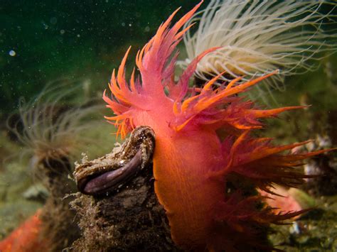  Nudibranch! A Rainbow Underwater Carpet That Can Regenerate its Entire Body