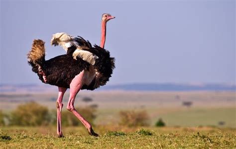  Ostrich: Can This Flightless Bird With Its Long Legs and Powerful Kicks Really Outsmart Predators?