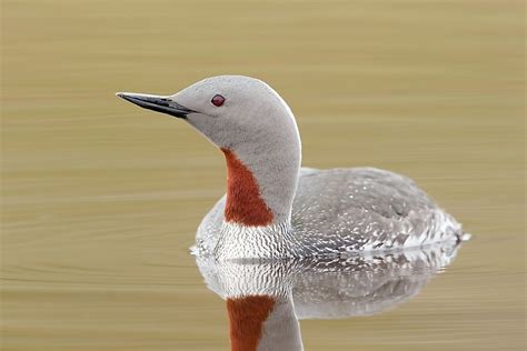 Red-throated Loon! A Masterful Diver with Feathers as Bright as Rubies