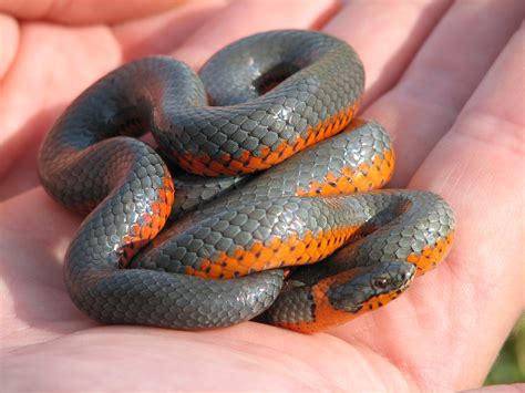  Ring-Necked Snake: Unveiling the Secrets of This Strikingly Patterned Reptile with an Appetite for Slugs!