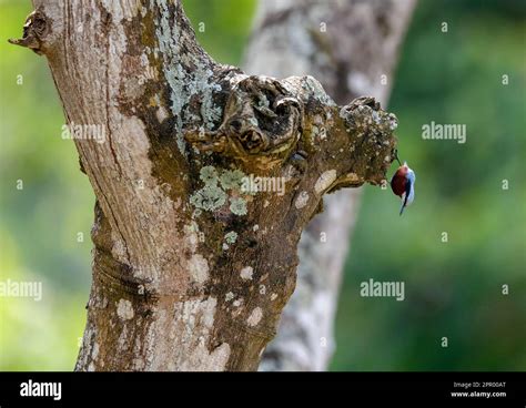  Tanager: A Tiny Jewel That Dances Through the Canopy!