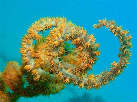  Whip Coral: An Aquatic Marvel Combining Colorful Tentacles and Stinging Power!