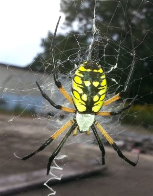  Yellow Garden Spider – A Delightful Eight-Legged Architect Weaving Intricate Silk Masterpieces!