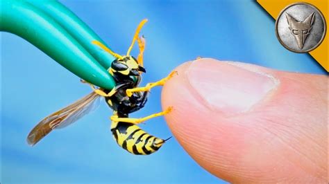  Yellowjacket: Prepare To Be Stung By These Buzzing Black And Yellow Bandits With A Voracious Appetite For Sweets!