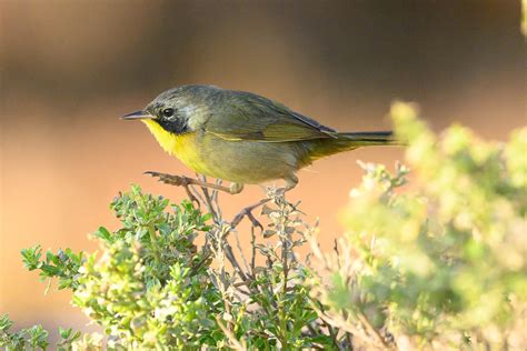  Yellowthroat! An Elusive Songbird With Melodies as Bright as its Feathers